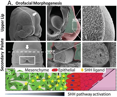 A Microphysiological Approach to Evaluate Effectors of Intercellular Hedgehog Signaling in Development